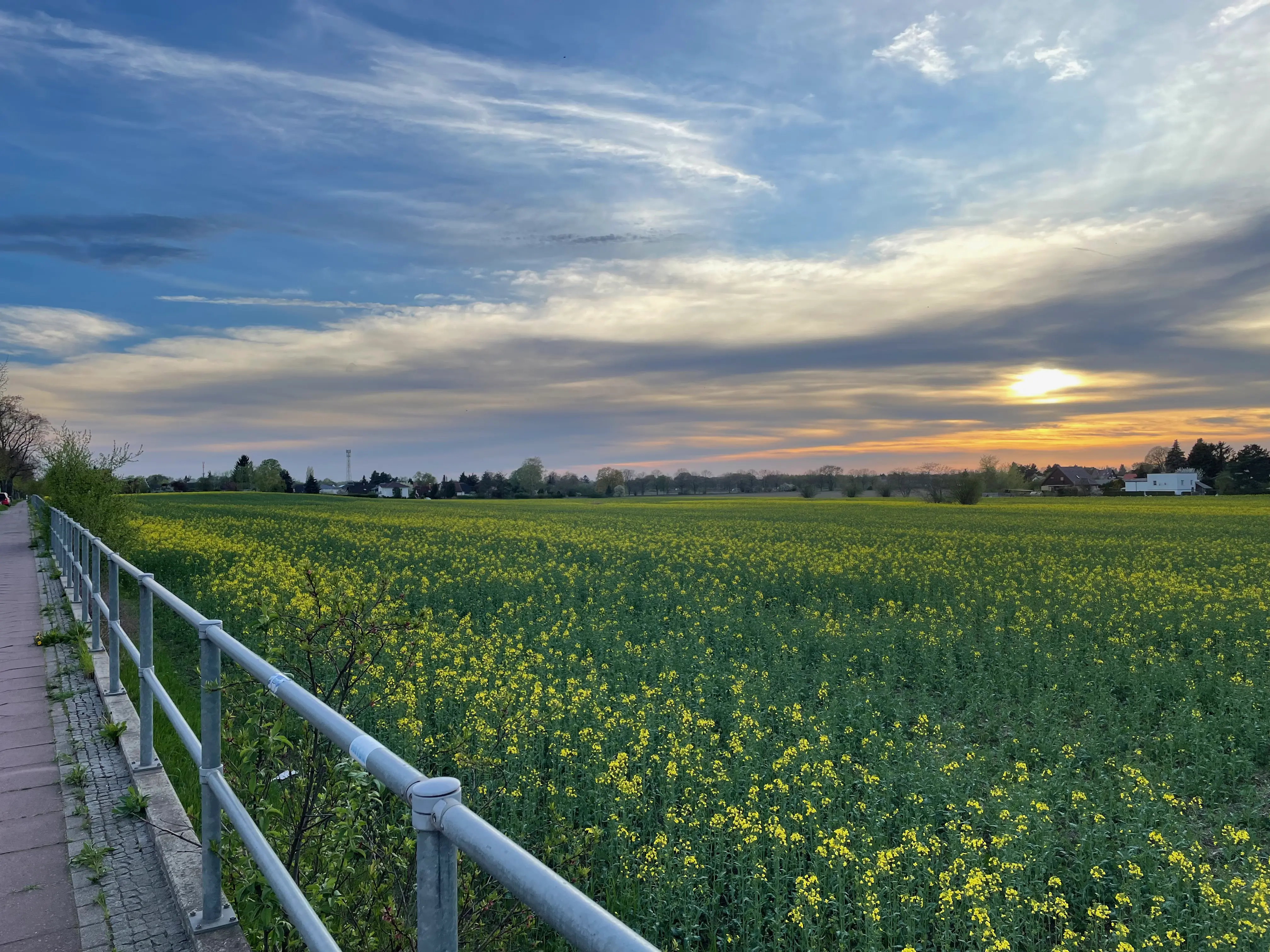Photo of a green field filled with yellow flowers around sunset.